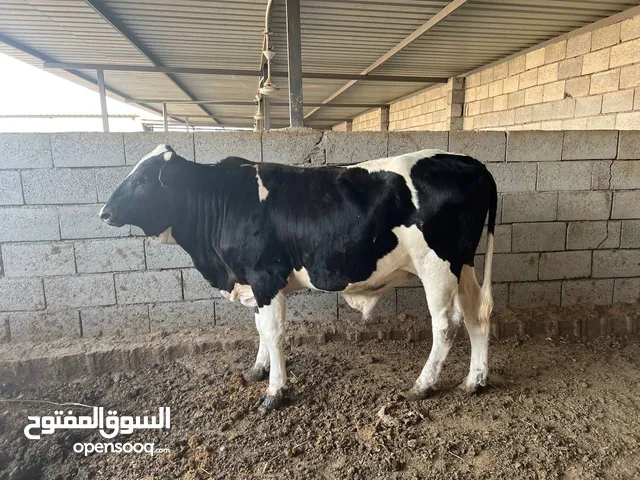 حلال للبيع