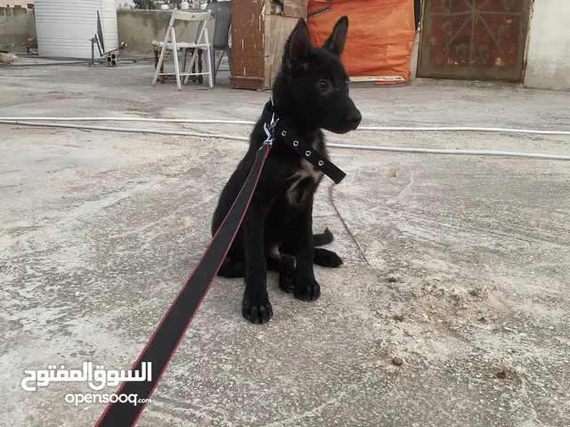 بالجم مالينو بلاك صحة جيدة جداً ذكي جداً نشيط