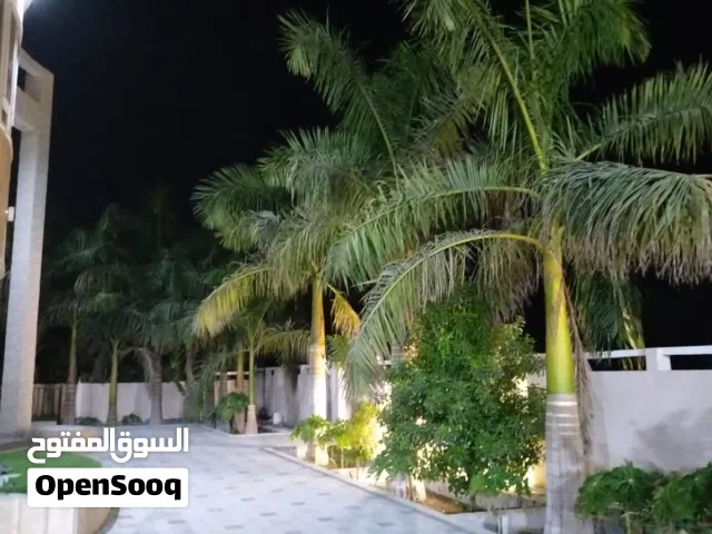 نخيل زينة رويل بالم الملوكي للإستراحات والحدائق إقراء الوصف