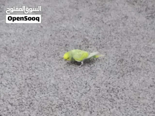 ضكر باديج رينبو مرود مستعجيل