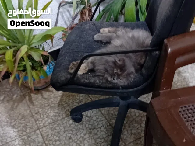 سلام عليكم يا جماعة اني مضيعة قطتي لولو هذي بالصورة لي يلكاها شكد ما يريد اطيه السيدية ورة مربع تبوك