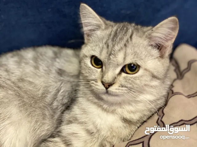 قطتين للتبني