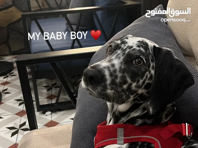 Dalmatian dog one year old with his passport and all vaccination will trained
