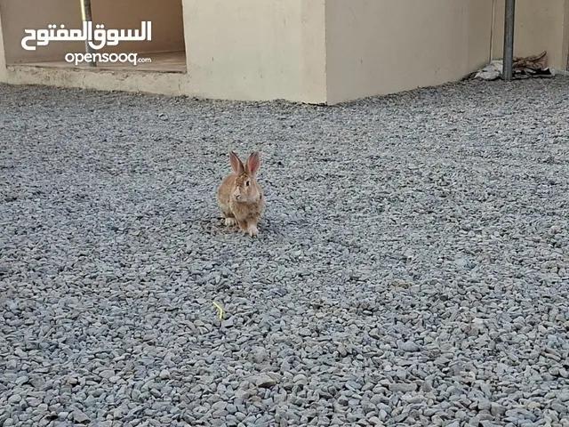 أرنب عماني ذكر كبير منتج