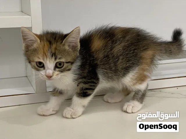 Persion kitten