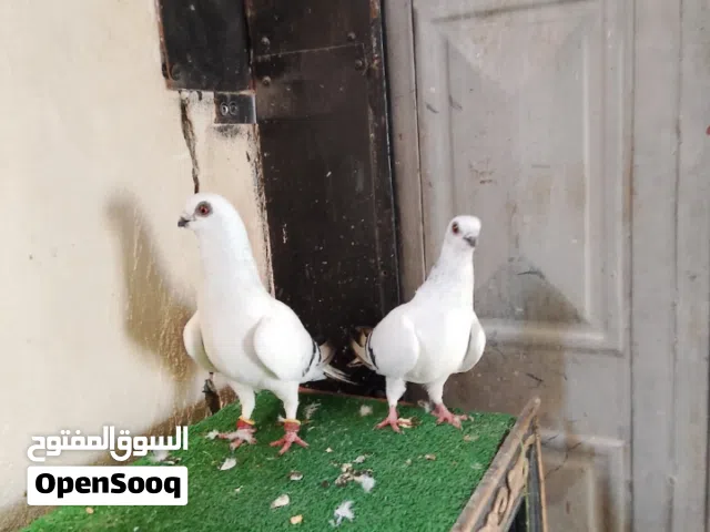 طيور حمام للبيع جوز ابواز مع بيض شغالات ميه بل ميه و جوز نوريات مع بيض شاغالات ميه بل ميه