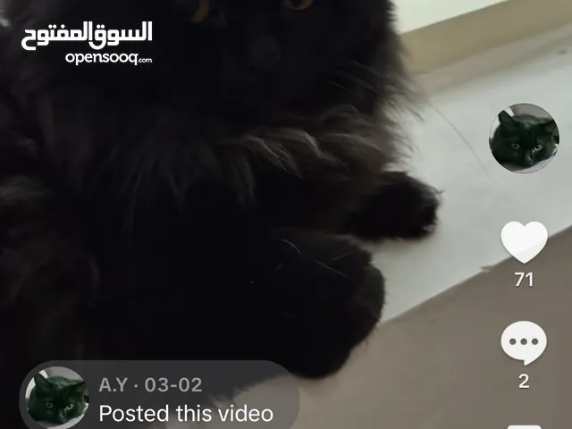 قط شيرازي للتبني لون اسود