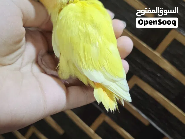طيور لاف بيرد اليف
