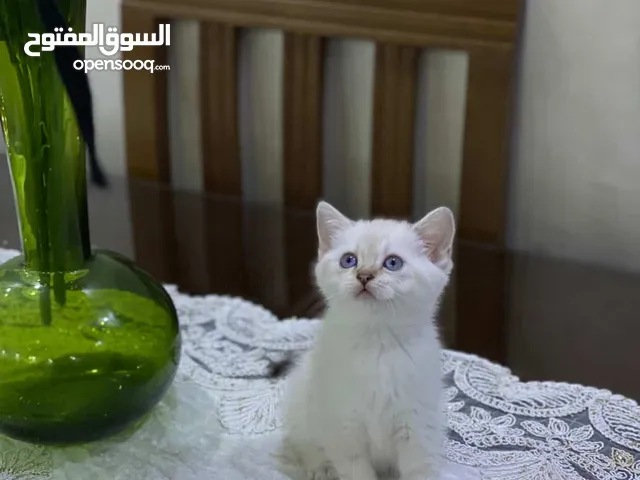قطين قولدن