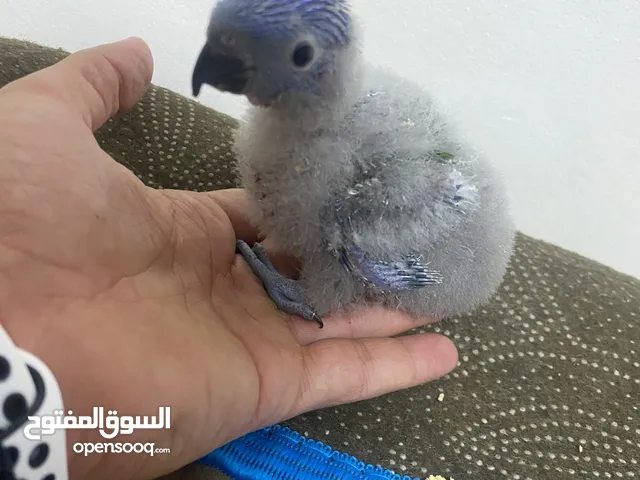 فرخ ببغاء اللوري بلدي من إنتاجي ضخم جدا مميز جدا عمرو 40 يوم زق يدوي