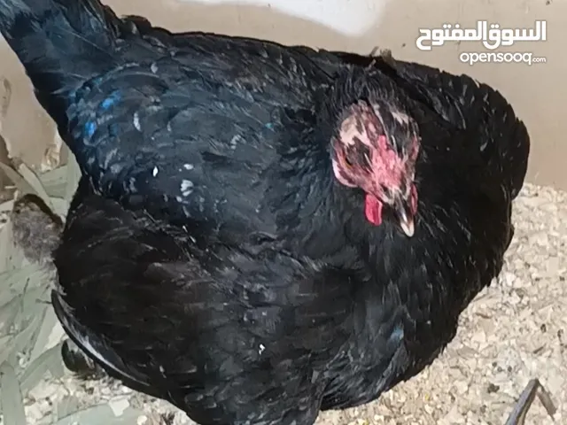3 جاجات مع فراخهم
