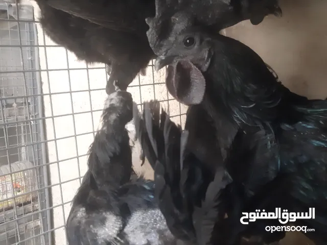 دجاج لمبر جيني عمر سنه شغالات