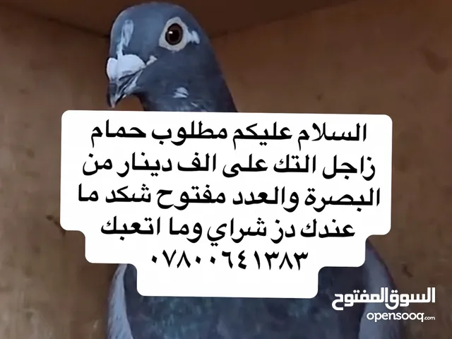 مطلوب زواجل على الف دينار