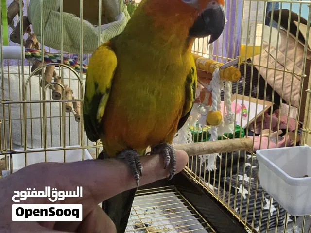 للبيع صنكنيور العمر 4 اشهر ونص