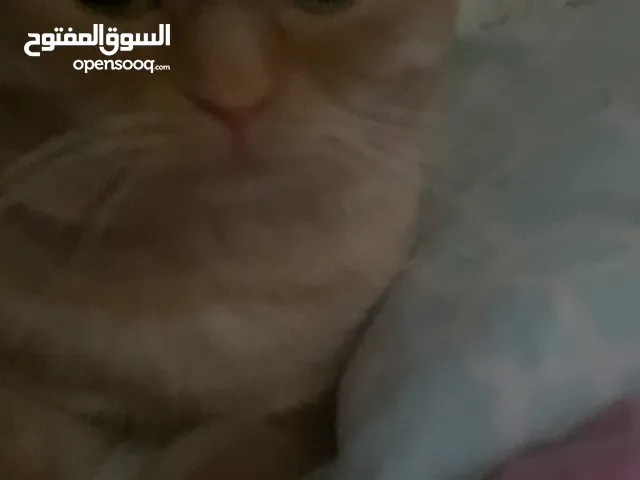 قطتين تبني مؤقت ظروف السفر ضروري