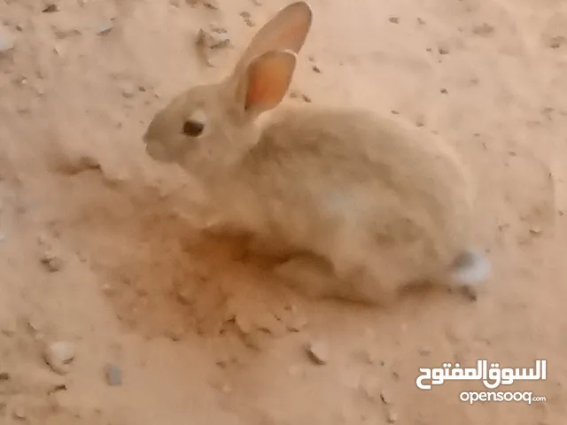 رانب سعر 20