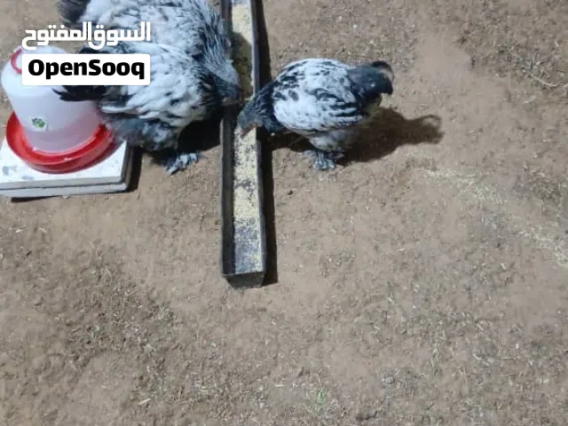 ديك وزوز دجاجات براهما العمر 3شهور الله يبارك ماشاء الله يبارك ماشاء الله يبارك ماشاء الله يبارك ماش
