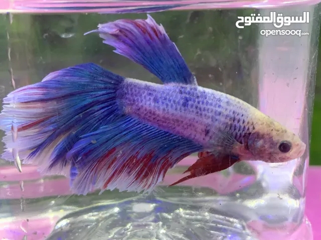 سمك الڤايتر  هاف مور