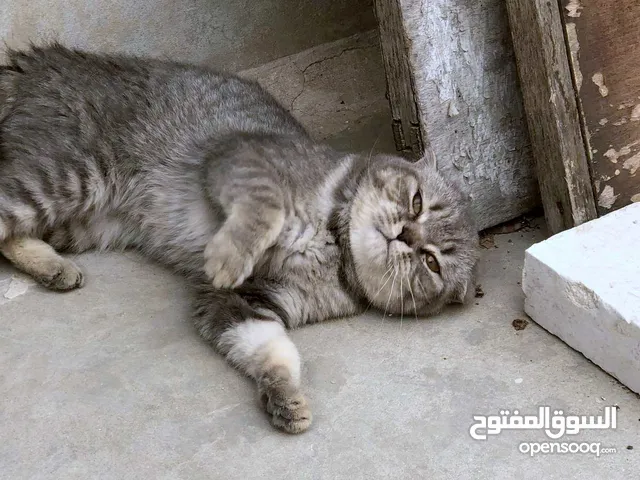 قطه سكوتش فولد ترباية بيت وجي جيزه