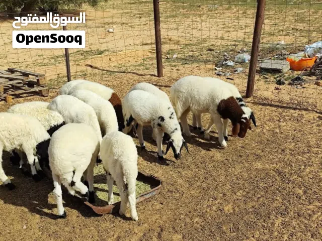 مطلوب بيضوي خرفان صغار عمر من شهر الى شهرين