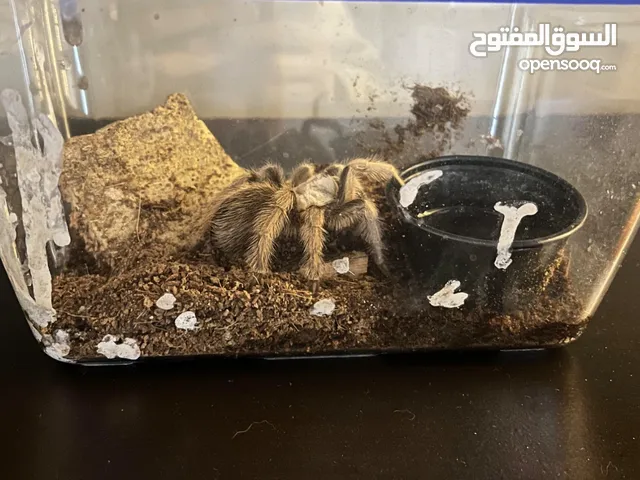 Tarantula spider with cage