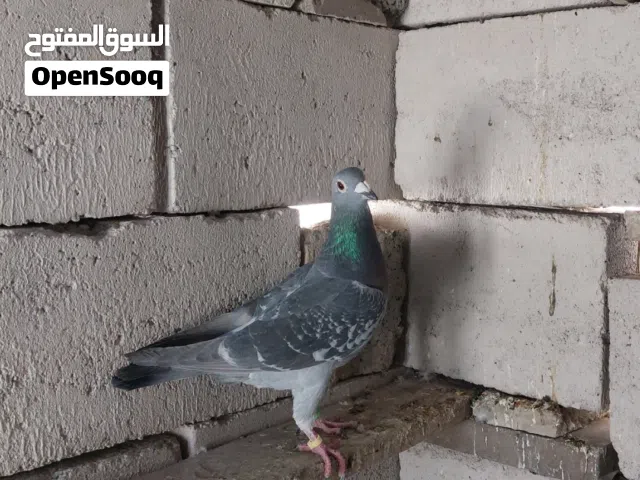 زواجل للبيع