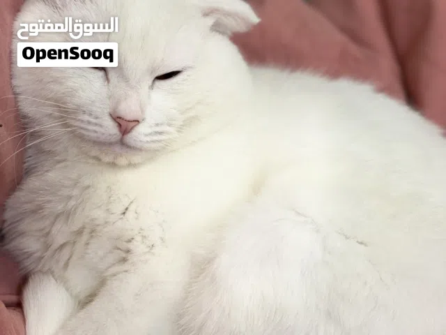 British short hair white cat