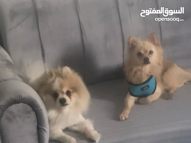 كلب