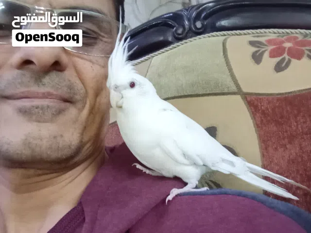 متألق بالجمال. ماشاء الله. عين حمرا البينو ابيض صافي ريش كامل ولافة وجمال تبارك الرحمن ذكر ابو فراخ