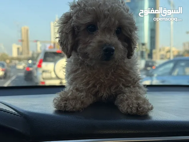 كلبه بودل بنت مناسبه مع الاطفال تحب اللعب عمرها 70 يوم