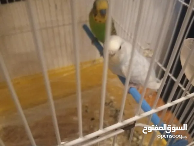جوز حب جاهز +فرخ الوانهم مميزه تفريخو سهل كل شهر ببيض9بيضات وانتاجهم الوان مختلفه ورائعه الموقع شارع