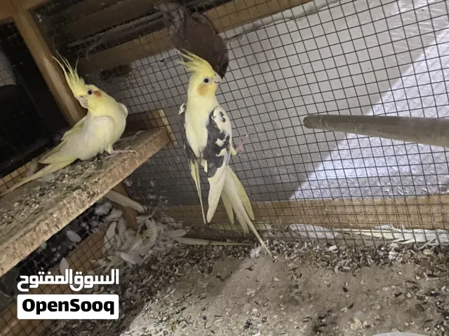 للبيع زوج كوكتيل