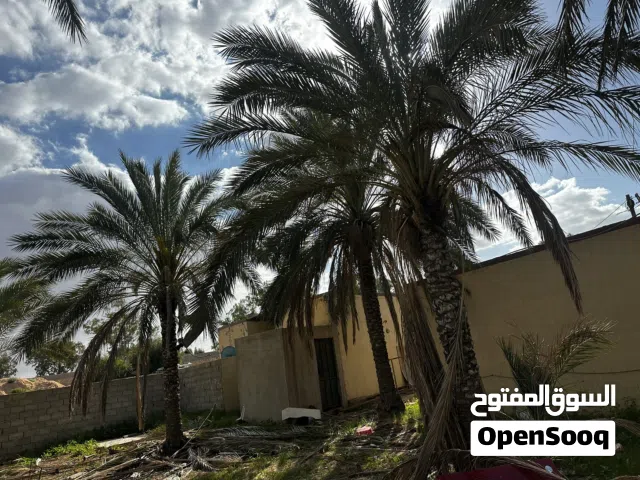 جريد نخل بالمجان