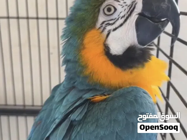 مكاو للبيع