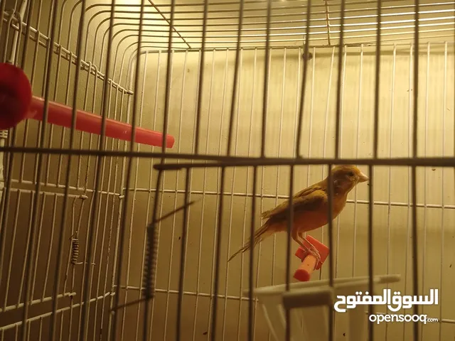 فحل كنار بالصلاه عالنبي جاهز للتجاوز