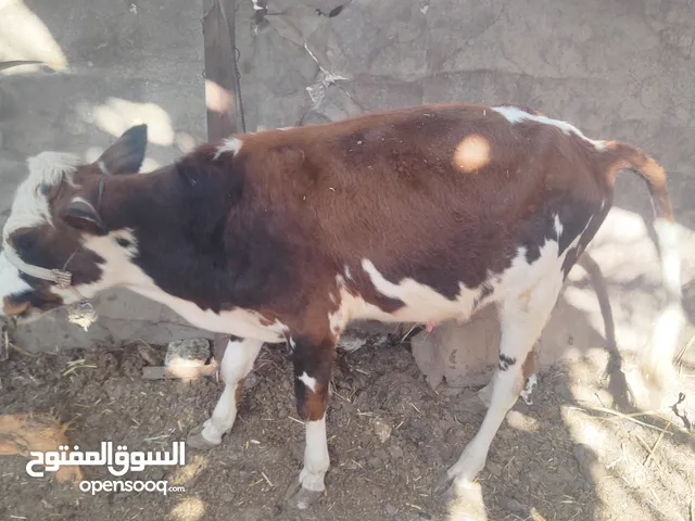 سلام عليكم عجل نوعيه هولندي أصلي بعده زغير معلوف وياكل كلشي بعده زغير وخشن