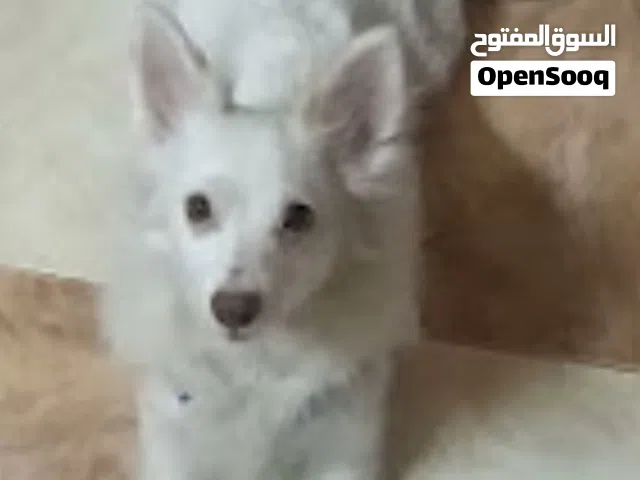 كلبة انثى وجميله