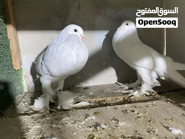 للبيع جوز نفاخات