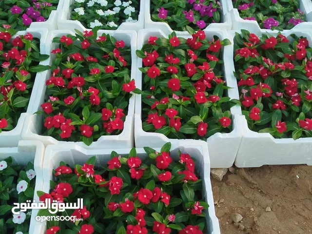 تنسيق حدائق ولديه وتركيب جميع الزهور