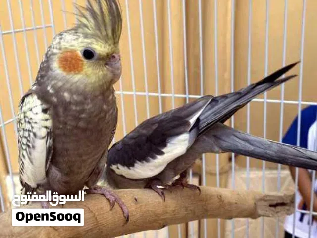 كوكتيل ازواج + فردي للبيع او البدل مع كناري