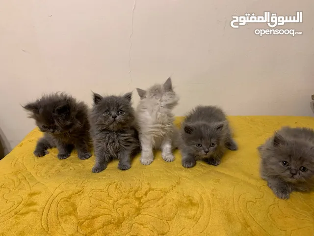 قطط همالايا و بيرشن آليفات جدا جدا