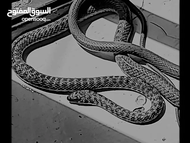 ثعبان غير سام