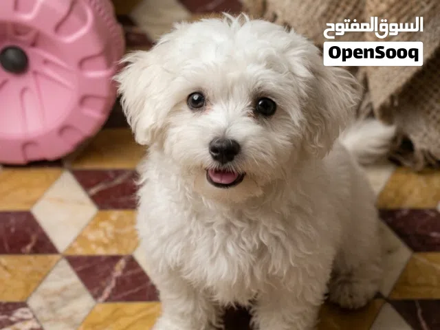 جرو مالتيز سنمائي