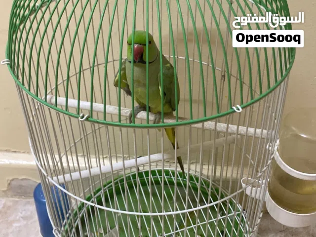 بغبغاء ذره