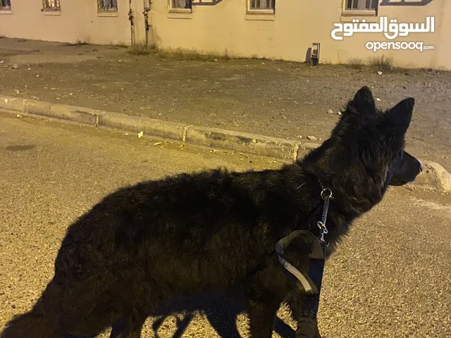 جيرمن للبيع لونج هير شو لاين
