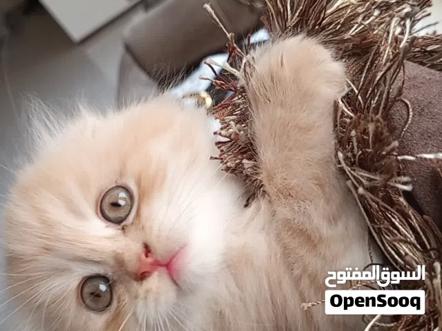 سكوتش فولد اسكتلندي