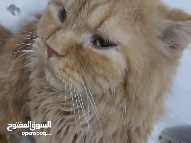 قط للبيع