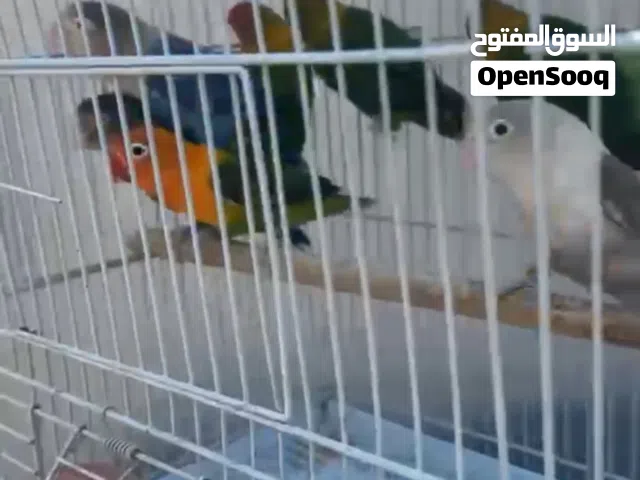 للبيع 3 ازواج كروان وزوج كنيور و4 ازواج روز