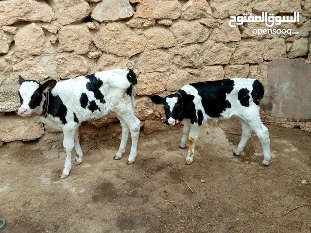 عجل وعجله ساغ سلم من جميع الامراض