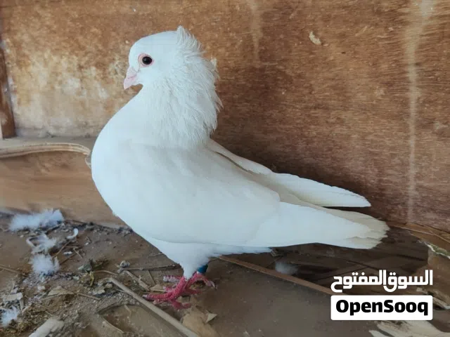 حمام زينة للبيع